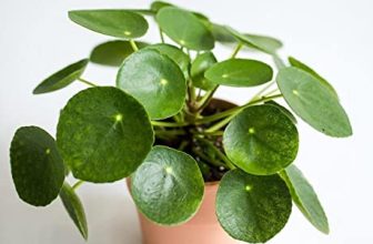 Deals on Indoor Bonsai Plants – Minimum 60% discount