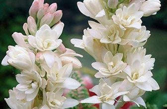 Deals on Outdoor Plants – Minimum 72% discount