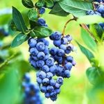99.0% Off – Healthy Vibe Blueberry Live Fruit Plant | High Yield Berry Plant for Home Garden | Outdoor & Indoor Pot Plant | Easy to Grow, Healthy Live Plant for Balcony (Blueray Blueberry)