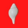 Deals on Conch Shells – Minimum 41% discount
